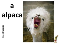 A alpaca